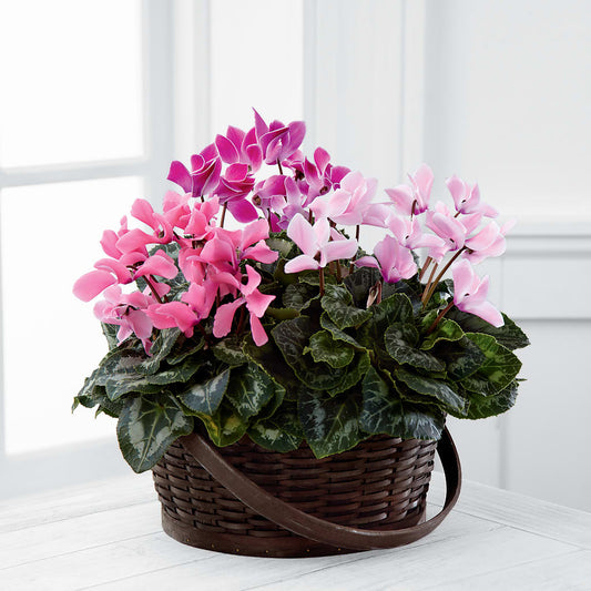 Mixed Cyclamen Planter – THE SHOPPE ON KEY AVENUE FLORAL & GIFTS, Lampasas TX