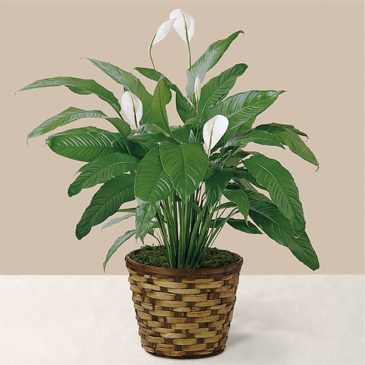 Tranquil Moments Peace Lily Plant –  The Shoppe At Wildflower Hill, Lampasas TX
