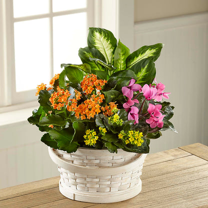 Color Crush Dishgarden – THE SHOPPE ON KEY AVENUE FLORAL & GIFTS, Lampasas TX