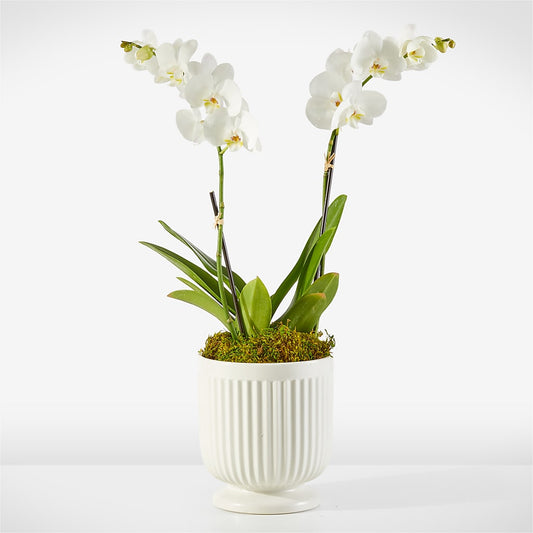 Whispering White Orchid – THE SHOPPE ON KEY AVENUE FLORAL & GIFTS, Lampasas TX