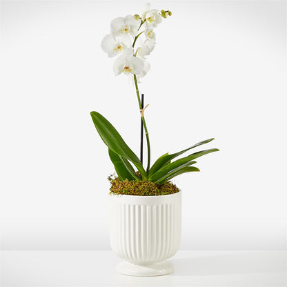 Whispering White Orchid – THE SHOPPE ON KEY AVENUE FLORAL & GIFTS, Lampasas TX