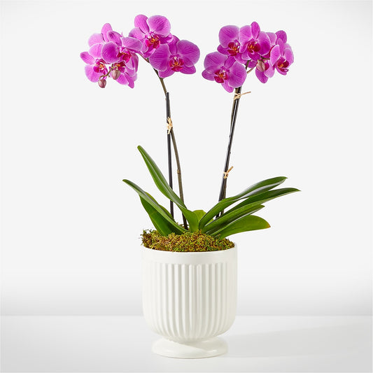 Friendly Fuchsia Orchid – THE SHOPPE ON KEY AVENUE FLORAL & GIFTS, Lampasas TX