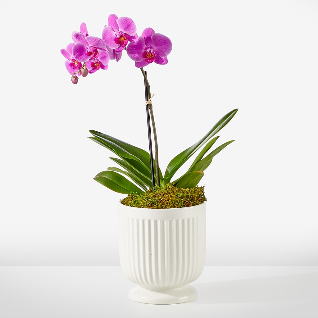 Friendly Fuchsia Orchid – THE SHOPPE ON KEY AVENUE FLORAL & GIFTS, Lampasas TX