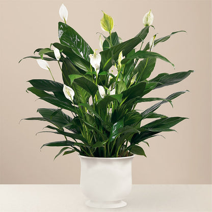 Comfort Planter – THE SHOPPE ON KEY AVENUE FLORAL & GIFTS, Lampasas TX