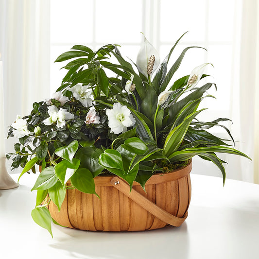 Serene Dishgarden – THE SHOPPE ON KEY AVENUE FLORAL & GIFTS, Lampasas TX