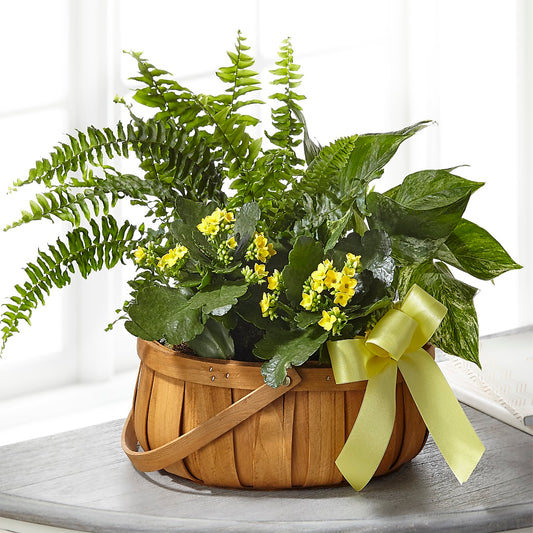 Always Dear Dishgarden – THE SHOPPE ON KEY AVENUE FLORAL & GIFTS, Lampasas TX
