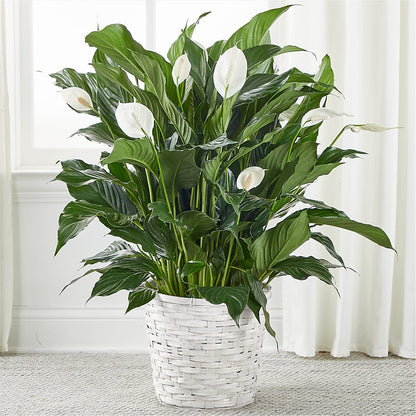 A New Leaf Peace Lily – THE SHOPPE ON KEY AVENUE FLORAL & GIFTS, Lampasas TX
