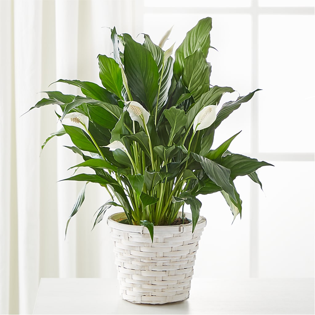 A New Leaf Peace Lily – THE SHOPPE ON KEY AVENUE FLORAL & GIFTS, Lampasas TX