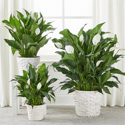 A New Leaf Peace Lily –  The Shoppe At Wildflower Hill, Lampasas TX