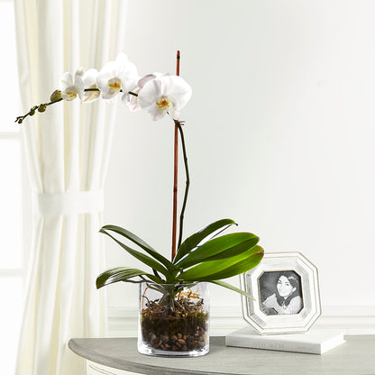 White Orchid Planter – THE SHOPPE ON KEY AVENUE FLORAL & GIFTS, Lampasas TX